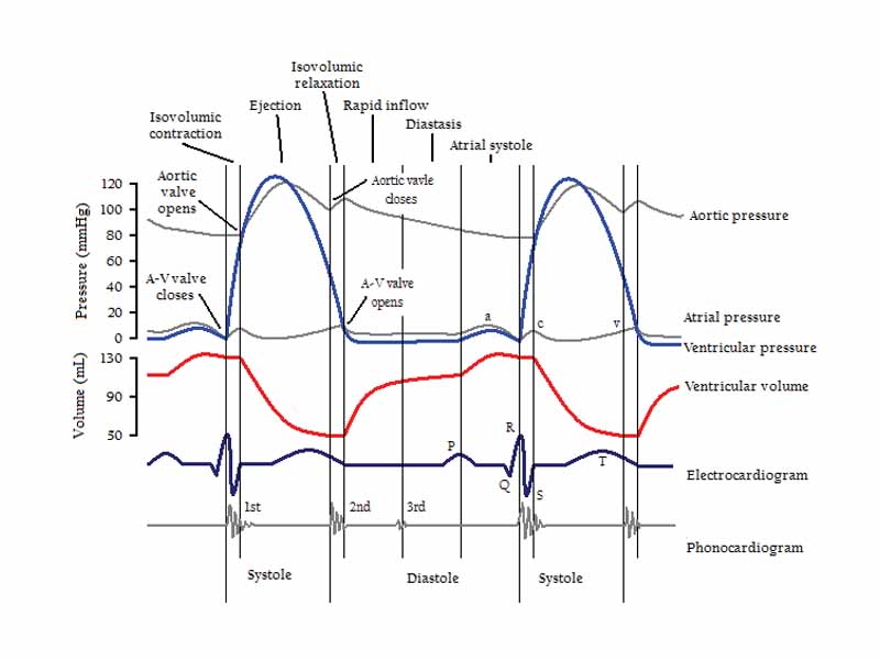 Cardiac events occuring in a single cardiac cycle