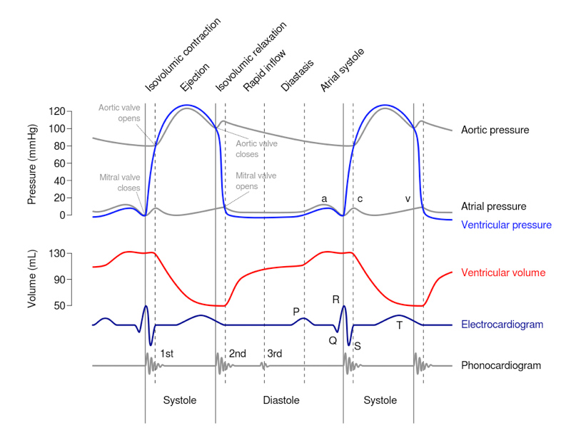 Wiggers Diagram, showing various events of a cardiac cycle.