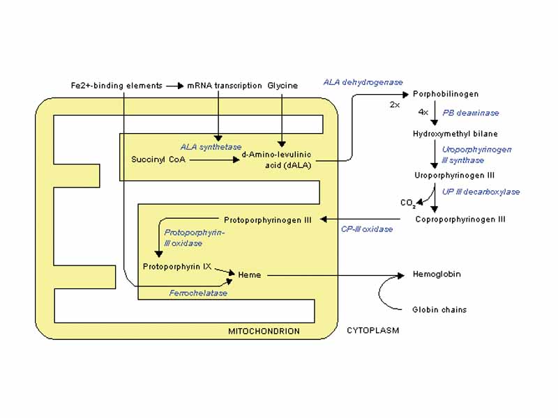 Heme synthesis—note that some reactions occur in the cytoplasm and some in the mitochondrion (yellow)