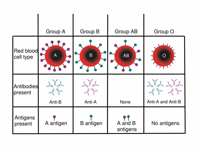 ABO blood group antigens present on red blood cells and IgM antibodies present in the serum