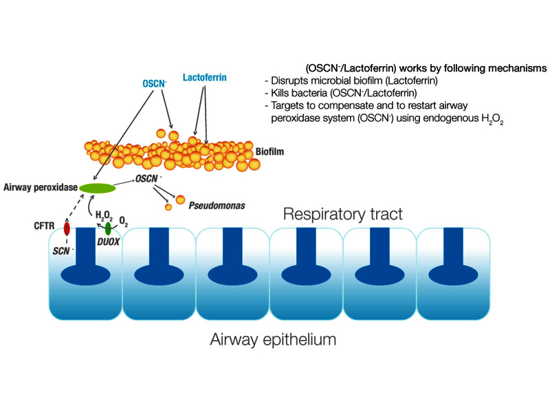 Schematic diagram of the respiratory tract antimicrobial defense system.