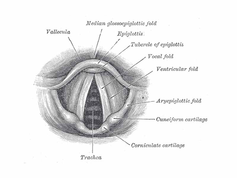View of interior of larynx. (Trachea labeled at bottom.)