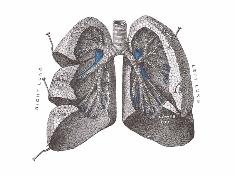 Bronchi and bronchioles. The lungs have been widely separated and tissue cut away to expose the air-tubes.
