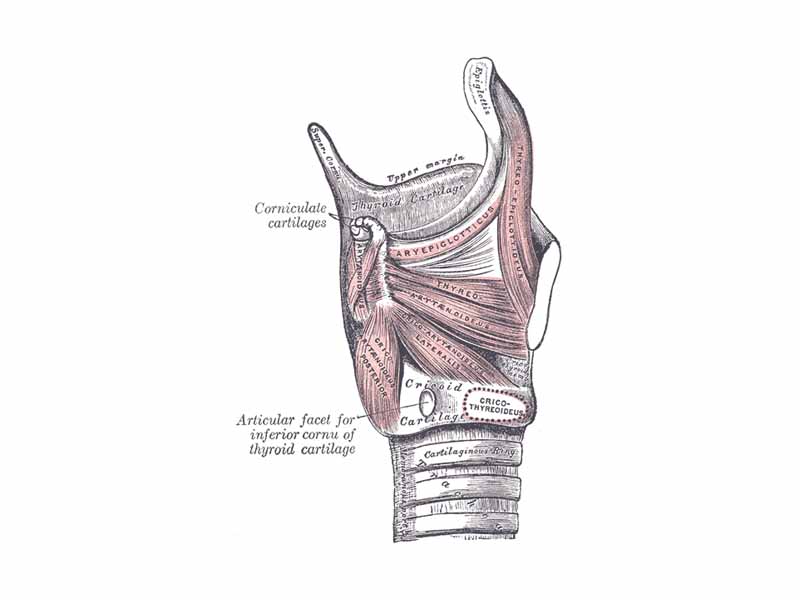 Muscles of larynx. Side view. Right lamina of thyroid cartilage removed.