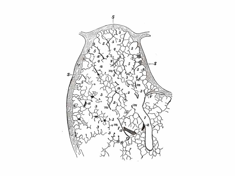Part of a secondary lobule from the depth of a human lung, showing parts of several primary lobules. 1, bronchiole; 2, respiratory bronchiole; 3, alveolar duct; 4, atria; 5, alveolar sac; 6, alveolus or air cell: m, smooth muscle; a, branch pulmonary artery; v, branch pulmonary vein; s, septum between secondary lobules. Camera drawing of one 50 ? section. X 20 diameters. (Miller.)