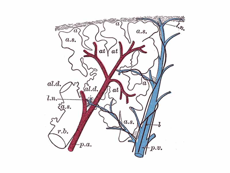 Schematic longitudinal section of a primary lobule of the lung (anatomical unit);  -  r. b respiratory bronchiole;  -  al. d alveolar duct; at atria;  -  a. s alveolar sac;  -  'a' alveolus or air cell;  -  p. a.: pulmonary artery;  -  p. v pulmonary vein;  -  l lymphatic;  -  l. n lymph node.