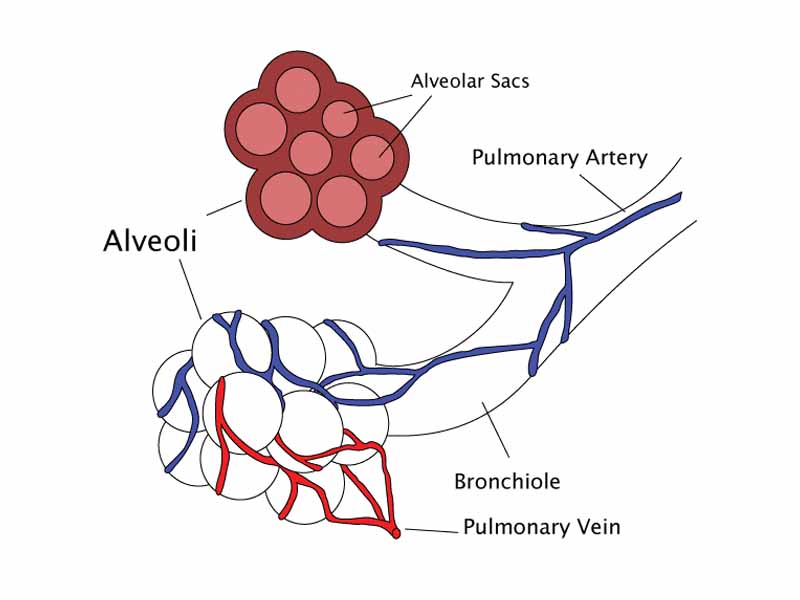 Diagram of the alveoli with both cross-section and external view.