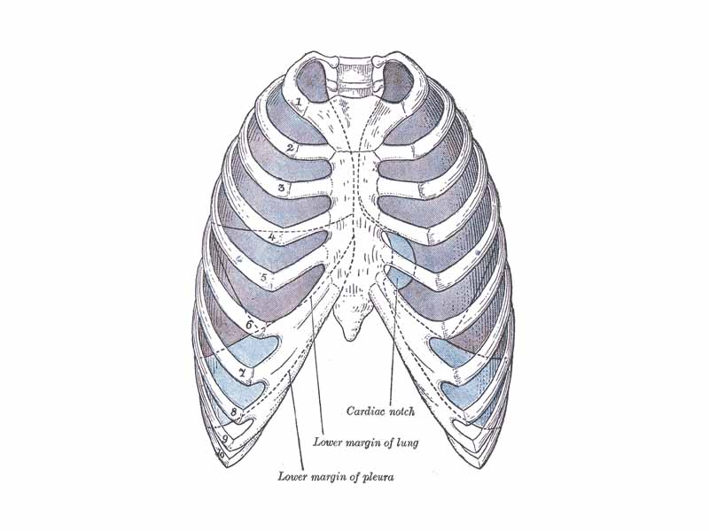 Front view of thorax, showing the relations of the pleuræ and lungs to the chest wall. Pleura in blue; lungs in purple.