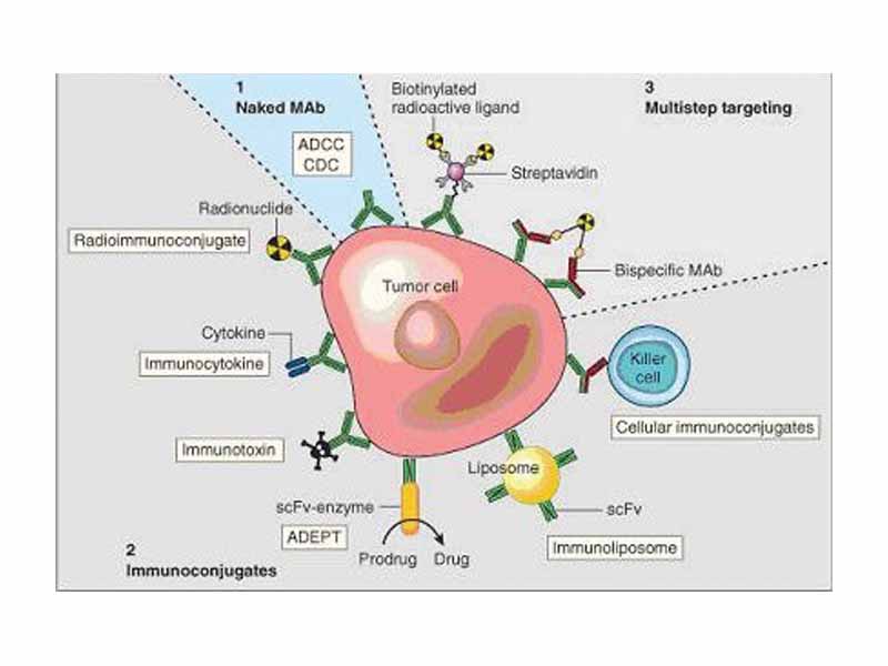 Monoclonal antibodies for cancer. ADEPT, antibody directed enzyme prodrug therapy; ADCC, antibody dependent cell-mediated cytotoxicity; CDC, complement dependent cytotoxicity; MAb, monoclonal antibody; scFv, single-chain Fv fragment. Modified from Carter P: Improving the efficacy of antibody-based cancer therapies. Nat Rev Cancer 2001;1:118-129;