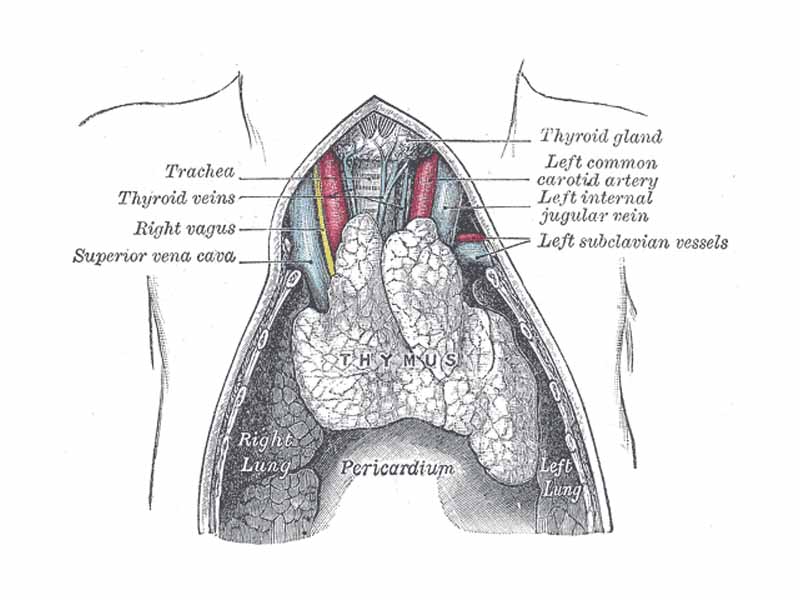 The thymus of a full-term fetus, exposed in situ.