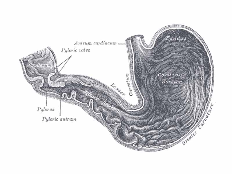 Interior of the stomach. (Pylorus labeled at center left.)