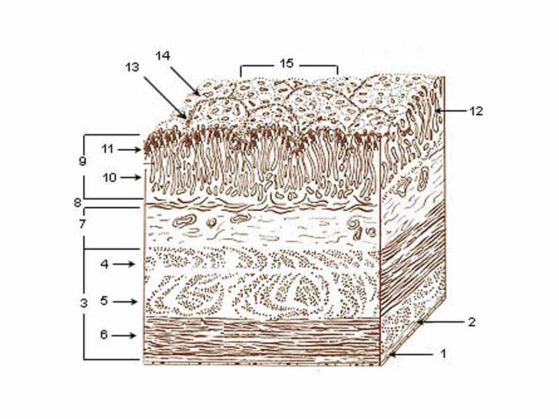 Layers of Stomach Wall:  -  1. Serosa  -  2. Tela subserosa  -  3. Muscularis  -  4. Oblique fibers of muscle wall  -  5. Circular muscle layer  -  6. Longitudinal muscle layer  -  7. Submucosa  -  8. Lamina muscularis mucosae  -  9. Mucosa  -  10. Lamina propria  -  11. Epithelium  -  12. Gastric glands  -  13. Gastric pits  -  14. Villous folds  -  15. Gastric areas (gastric surface)