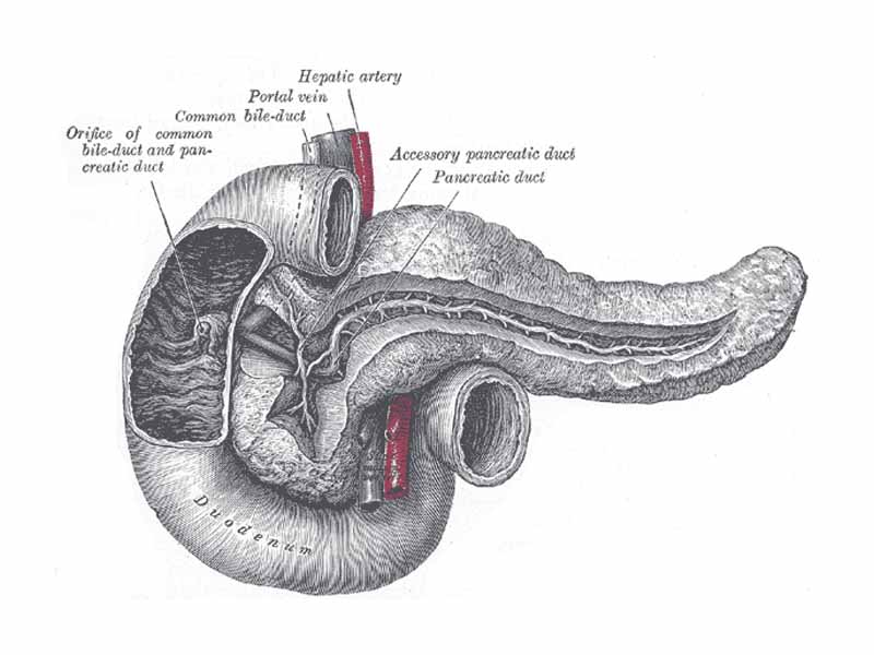 The pancreatic duct.