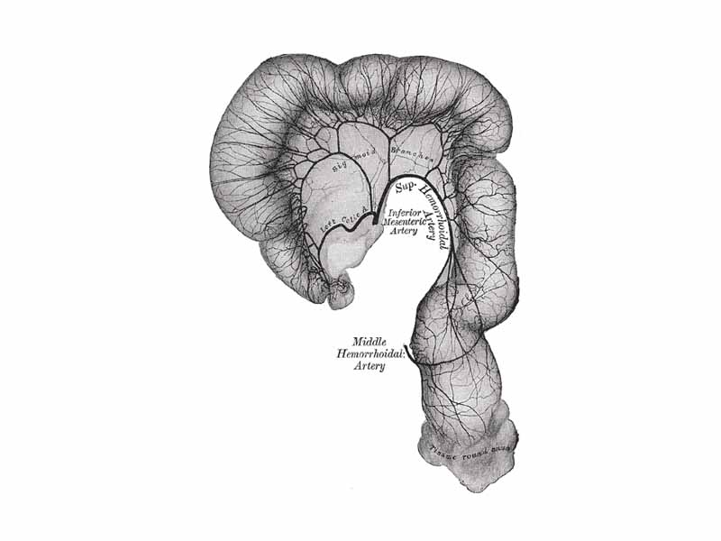 Sigmoid colon and rectum, showing distribution of branches of inferior mesenteric artery and their anastomoses.