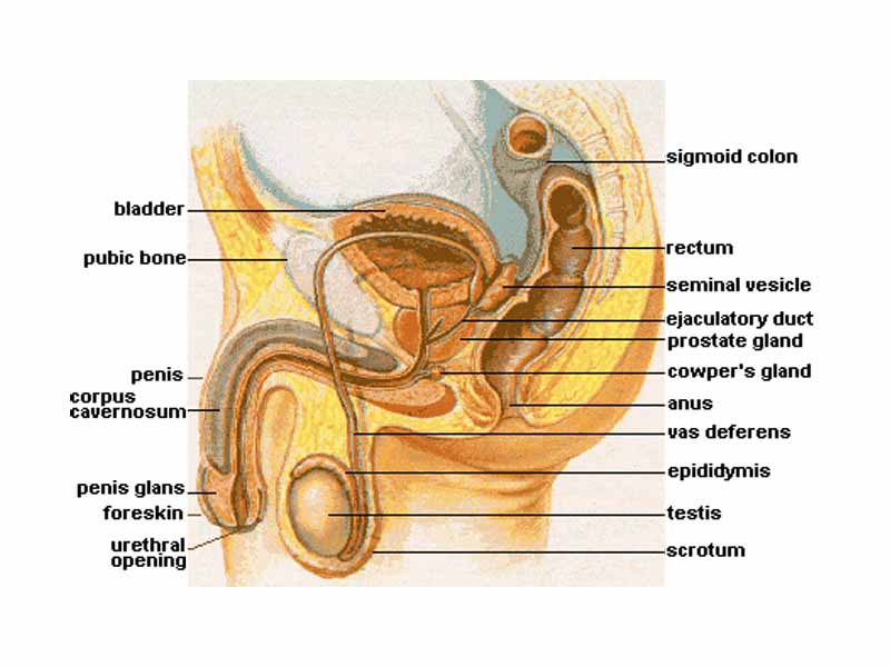 Human male reproductive system and adjacent structures
