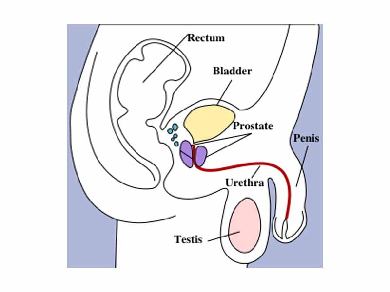 Penis, testis, urethra, prostate, bladder, rectum