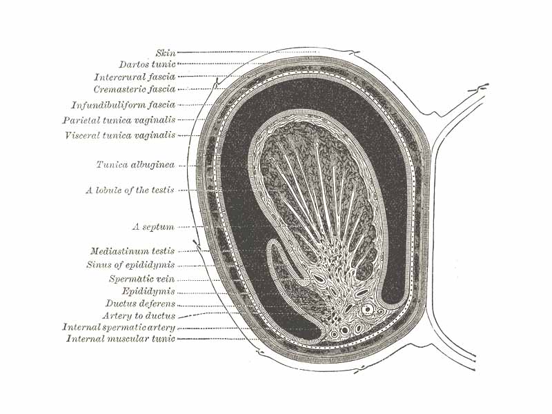 Transverse section through the left side of the scrotum and the left testis.