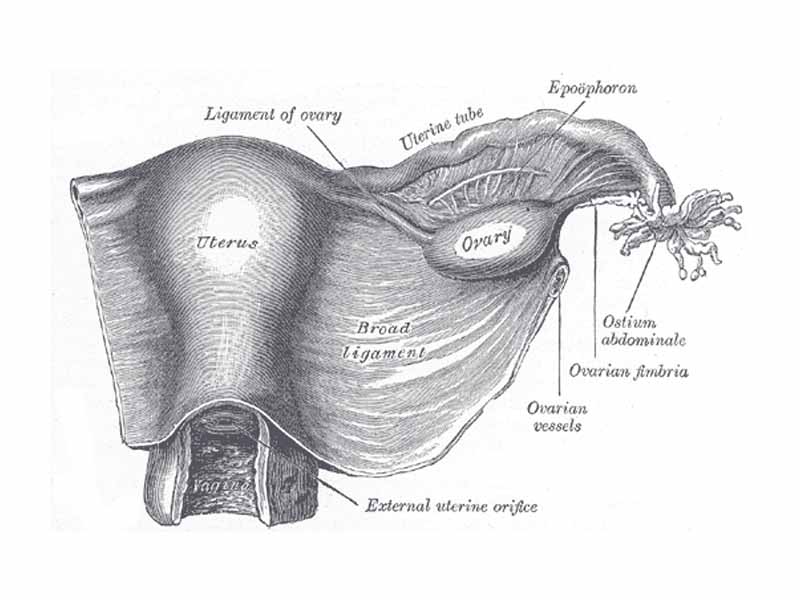 Uterus and right broad ligament, seen from behind.