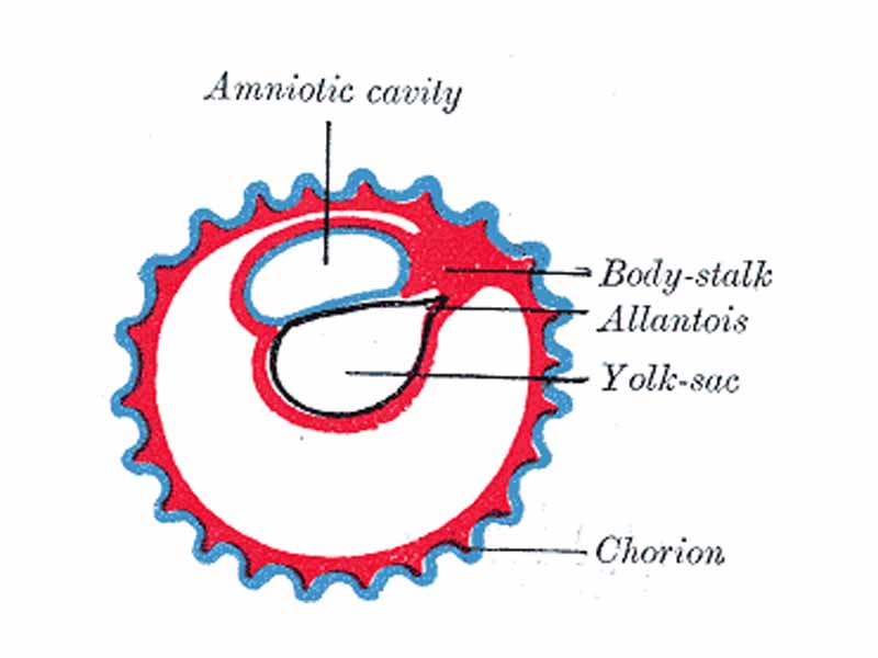 Diagram illustrating early formation of allantois and differentiation of body-stalk.