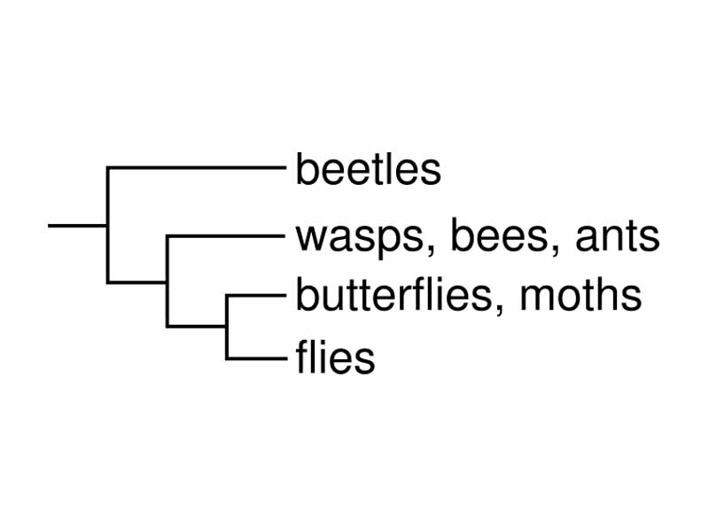 This cladogram shows the evolutionary relationship among various insect groups inferred from a dataset.