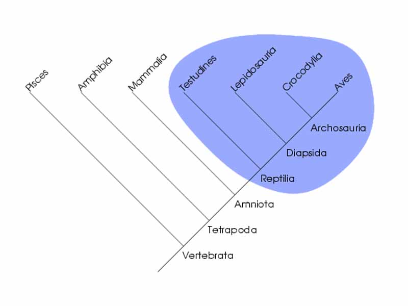 The grouping of reptiles and birds is generally believed to be monophyletic.