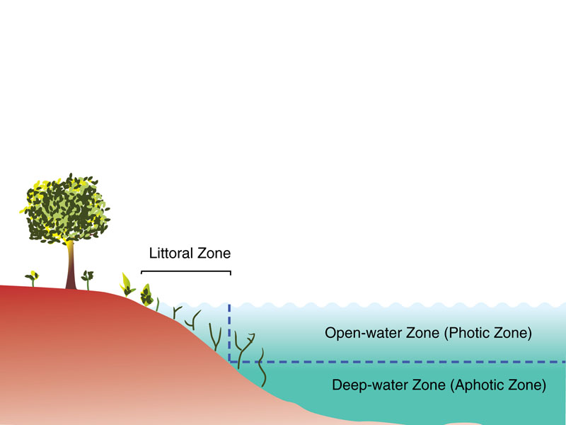 Primary zones of a lake.