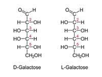 D- and L- forms of galactose