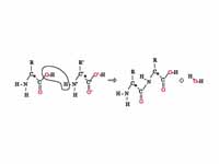 The condensation of two amino acids t...