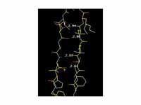 The hydrogen bond network in a 2-stra...
