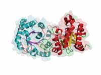 Ribbon diagram of the enzyme TIM, sur...