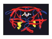 HIV protease in a complex with the pr...