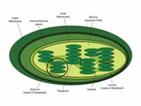 The internal structure of a chloropla...