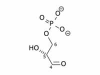  Glyceraldehyde 3-phosphate