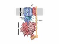 Structure of ATP synthase, the F0 pro...