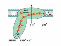 Complex I or NADH-Q oxidoreductase. T...