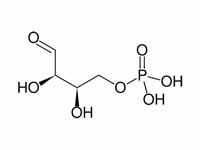 Erythrose 4-phosphate