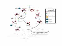 Glyoxylate cycle