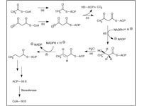 Synthesis of Straight-Chain Saturated...