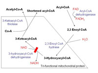 Schematic demonstrating mitochondrial...