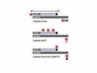 DNA fragments can be labeled by using...