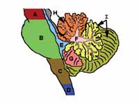 Cerebellum and surrounding regions; s...