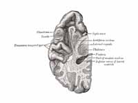 Section of brain showing upper surfac...