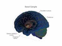 The major components of the basal gan...