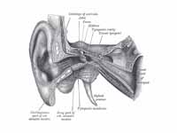 External and middle ear, opened from ...