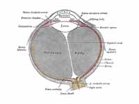 Horizontal section of the eyeball. (C...