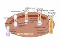 Bone growth in compact spongy bone