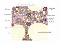 Gray's Anatomy illustration of cells ...