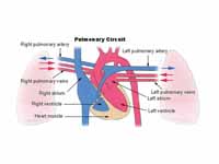 Pulmonary circuit