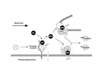 The Protein C Anticoagulant Pathway: ...
