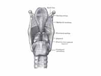 Ligaments of the larynx. Posterior view.